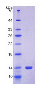 S100A12 Protein - Recombinant S100 Calcium Binding Protein A12 By SDS-PAGE