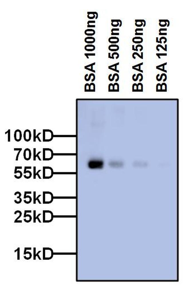 Bovine Serum Albumin Antibody - Bovine Serum Albumin Antibody in Western Blot (WB)