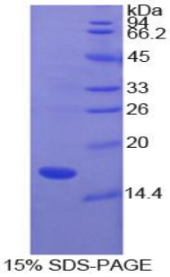 SOD1 / Cu-Zn SOD Protein - Recombinant Superoxide Dismutase 1, Soluble By SDS-PAGE