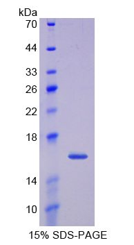TXN2 / Thioredoxin 2 Protein - Recombinant  Thioredoxin 2, Mitochondrial By SDS-PAGE