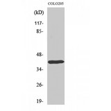 BP1 / DLX4 Antibody - Western blot of Dlx-4 antibody