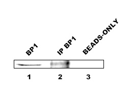 BP1 / DLX4 Antibody - Lanes: 1. BP1-specific band (36kDa) from 10ug of cell extract using anti-BP1 (BP1  Antibody)antibody diluted 1:5,000 2. BP1-specific band after immunoprecipitation of 850 ug of cell extract using anti-BP1 (BP1  Antibody) antibody diluted 1:1,000 3. Negative control for IP in lane 2: cell extract incubated with 50ul of Protein A/G beads.  This image was taken for the unconjugated form of this product. Other forms have not been tested.