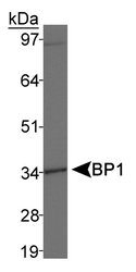 BP1 / DLX4 Antibody - BP1 Antibody Detection of MDA-MB-231 cell lysates.  This image was taken for the unconjugated form of this product. Other forms have not been tested.
