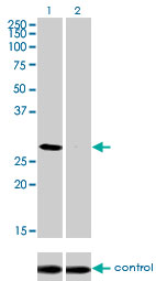 BP1 / DLX4 Antibody - Western blot analysis of DLX4 over-expressed 293 cell line, cotransfected with DLX4 Validated Chimera RNAi (Lane 2) or non-transfected control (Lane 1). Blot probed with DLX4 monoclonal antibody (M01), clone 1F11 . GAPDH ( 36.1 kDa ) used as specificity and loading control.