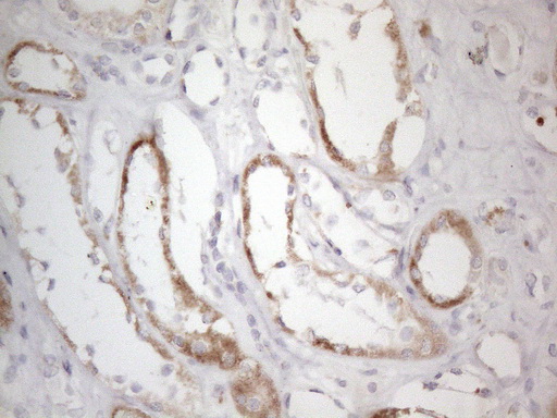 BP1 / DLX4 Antibody - Immunohistochemical staining of paraffin-embedded Human Kidney tissue within the normal limits using anti-DLX4 mouse monoclonal antibody. (Heat-induced epitope retrieval by 1mM EDTA in 10mM Tris buffer. (pH8.5) at 120°C for 3 min. (1:150)