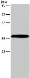 BP1 / DLX4 Antibody - Western blot analysis of Mouse brain tissue, using DLX4 Polyclonal Antibody at dilution of 1:900.