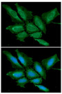 BPGM Antibody - ICC/IF analysis of BPGM in HeLa cells line, stained with DAPI (Blue) for nucleus staining and monoclonal anti-human BPGM antibody (1:100) with goat anti-mouse IgG-Alexa fluor 488 conjugate (Green).