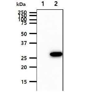 BPGM Antibody - The cell lysates (10ug) were resolved by SDS-PAGE, transferred to PVDF membrane and probed with anti-human BPGM antibody (1:1000). Proteins were visualized using a goat anti-mouse secondary antibody conjugated to HRP and an ECL detection system. Lane 1.: 293T cell lysate Lane 2.: BPGM transfected 293T cell lysate