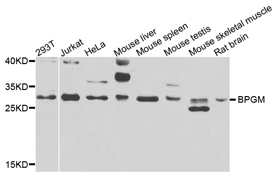 BPGM Antibody - Western blot analysis of extracts of various cells.