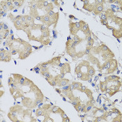 BPGM Antibody - Immunohistochemistry of paraffin-embedded human stomach tissue.