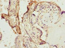 BPGM Antibody - Immunohistochemistry of paraffin-embedded human placenta tissue at dilution 1:100