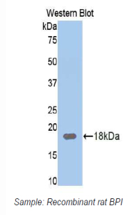 BPI Antibody - Western blot of recombinant BPI.  This image was taken for the unconjugated form of this product. Other forms have not been tested.