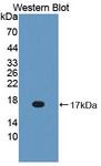 BPI Antibody - Western blot of BPI antibody.