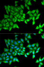 BPI Antibody - Immunofluorescence analysis of A549 cells.