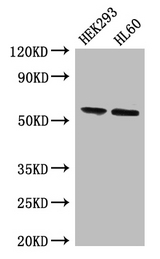 BPI Antibody - Positive WB detected in:HEK293 whole cell lysate,THP-1 whole cell lysate;All lanes:BPI antibody at 4ug/ml;Secondary;Goat polyclonal to rabbit IgG at 1/50000 dilution;Predicted band size: 54 kDa;Observed band size: 54 kDa;