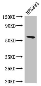 BPI Antibody - Western Blot Positive WB detected in: HEK293 whole cell lysate All lanes: BPI antibody at 4µg/ml Secondary Goat polyclonal to rabbit IgG at 1/50000 dilution Predicted band size: 54 kDa Observed band size: 54 kDa