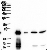 BPIFA1 / SPLUNC1 Antibody - Goat Anti-BPIFA1 / PLUNC Antibody (2µg/ml) staining of secretions from Human primary airway cells in culture (lanes 1 and 2), and in Human Bronchoalveolar Lavage fluid (lanes 3 and 4) . Data obtained from Dr. C Bingle, AURM, University of Sheffield, UK. Primary incubation was 1 hour. Detected by chemiluminescencence.