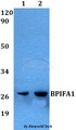 BPIFA1 / SPLUNC1 Antibody - Western blot of BPIFA1 antibody at 1:500 dilution. Lane 1: A549 whole cell lysate. Lane 2: PC12 whole cell lysate.