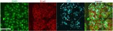BPIFA2 / SPLUNC2 Antibody - Goat Anti-parotid secretory protein (mouse aa146-160) Antibody (4ug/ml) staining of Mouse Submanidbular gland cells (in blue). Counter staining of Ecad in red and nuclear staining in green.
