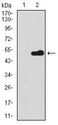 BPIFA2 / SPLUNC2 Antibody - Splunc2 Antibody in Western Blot (WB)