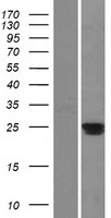 BPIFA2 / SPLUNC2 Protein - Western validation with an anti-DDK antibody * L: Control HEK293 lysate R: Over-expression lysate