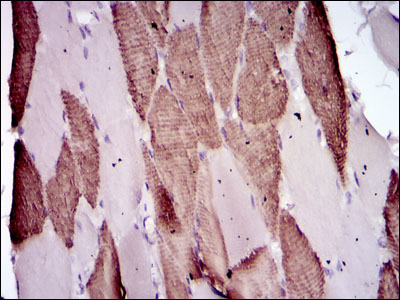 BPIFB1 Antibody - IHC of paraffin-embedded muscle tissues using Lplunc1 mouse monoclonal antibody with DAB staining.