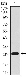 BPIFB1 Antibody - Western blot using Lplunc1 monoclonal antibody against mouse Lplunc1 recombinant protein. (Expected MW is 27.8 kDa)