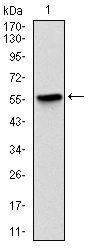BPIFB1 Antibody - LPlunc1 Antibody in Western Blot (WB)