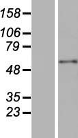 BPIFB1 Protein - Western validation with an anti-DDK antibody * L: Control HEK293 lysate R: Over-expression lysate