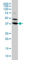 BPNT1 Antibody - BPNT1 monoclonal antibody (M01), clone 2E1 Western blot of BPNT1 expression in HeLa.