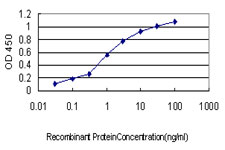 BPNT1 Antibody - Detection limit for recombinant GST tagged BPNT1 is approximately 0.03 ng/ml as a capture antibody.