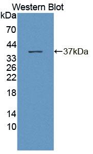 BPNT1 Antibody - Western Blot; Sample: Recombinant protein.