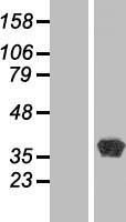 BPNT1 Protein - Western validation with an anti-DDK antibody * L: Control HEK293 lysate R: Over-expression lysate