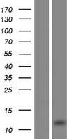 BPY2C Protein - Western validation with an anti-DDK antibody * L: Control HEK293 lysate R: Over-expression lysate