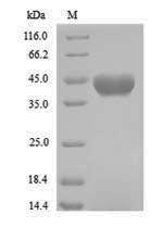 Formamidase (amiF) Protein - (Tris-Glycine gel) Discontinuous SDS-PAGE (reduced) with 5% enrichment gel and 15% separation gel.