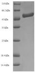 Formamidase (amiF) Protein - (Tris-Glycine gel) Discontinuous SDS-PAGE (reduced) with 5% enrichment gel and 15% separation gel.