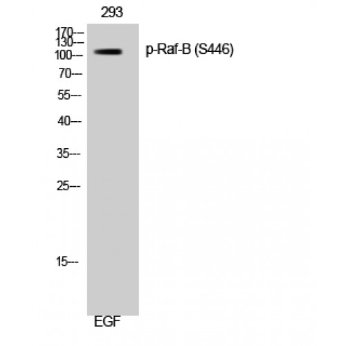 BRAF / B-Raf Antibody - Western blot of Phospho-Raf-B (S446) antibody