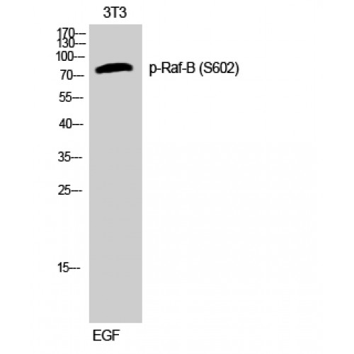 BRAF / B-Raf Antibody - Western blot of Phospho-Raf-B (S602) antibody