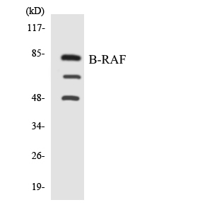 BRAF / B-Raf Antibody - Western blot analysis of the lysates from RAW264.7cells using B-RAF antibody.
