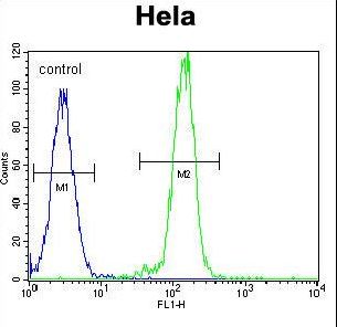 BRAF / B-Raf Antibody - B-RAF Antibody flow cytometry of HeLa cells (right histogram) compared to a negative control cell (left histogram). FITC-conjugated goat-anti-rabbit secondary antibodies were used for the analysis.