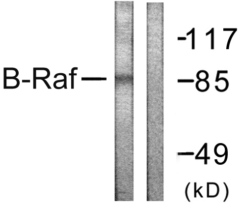 BRAF / B-Raf Antibody - Western blot analysis of lysates from K562 cells, using B-RAF Antibody. The lane on the right is blocked with the synthesized peptide.