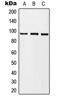 BRAF / B-Raf Antibody - Western blot analysis of B-RAF expression in HL60 (A); HeLa (B); NIH3T3 (C) whole cell lysates.