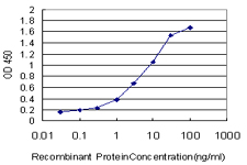 BRAF / B-Raf Antibody - Detection limit for recombinant GST tagged BRAF is approximately 0.03 ng/ml as a capture antibody.