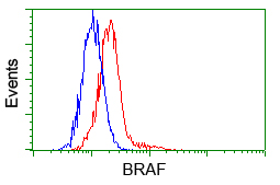 BRAF / B-Raf Antibody - Flow cytometry of HeLa cells, using anti-BRAF antibody, (Red) compared to a nonspecific negative control antibody (Blue).