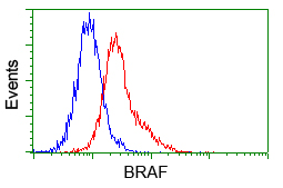 BRAF / B-Raf Antibody - Flow cytometry of Jurkat cells, using anti-BRAF antibody, (Red) compared to a nonspecific negative control antibody (Blue).