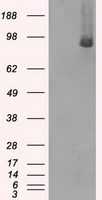 BRAF / B-Raf Antibody - HEK293T cells were transfected with the pCMV6-ENTRY control (Left lane) or pCMV6-ENTRY BRAF (Right lane) cDNA for 48 hrs and lysed. Equivalent amounts of cell lysates (5 ug per lane) were separated by SDS-PAGE and immunoblotted with anti-BRAF.