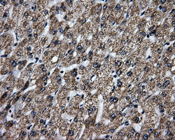 BRAF / B-Raf Antibody - IHC of paraffin-embedded liver tissue using anti-BRAF mouse monoclonal antibody. (Dilution 1:50).