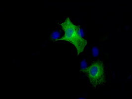 BRAF / B-Raf Antibody - Anti-BRAF mouse monoclonal antibody  immunofluorescent staining of COS7 cells transiently transfected by pCMV6-ENTRY BRAF.