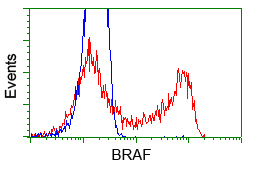 BRAF / B-Raf Antibody - HEK293T cells transfected with either pCMV6-ENTRY BRAF (Red) or empty vector control plasmid (Blue) were immunostained with anti-BRAF mouse monoclonal, and then analyzed by flow cytometry.