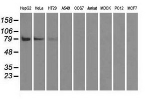 BRAF / B-Raf Antibody - Western blot analysis of extracts (35ug) from 9 different cell lines by using anti-BRAF monoclonal antibody.